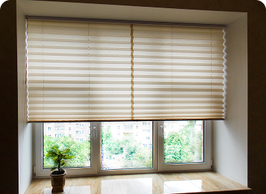 Window blinds with small potted plant.